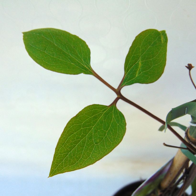 Clématite - Clematis Star of India (Foliage)