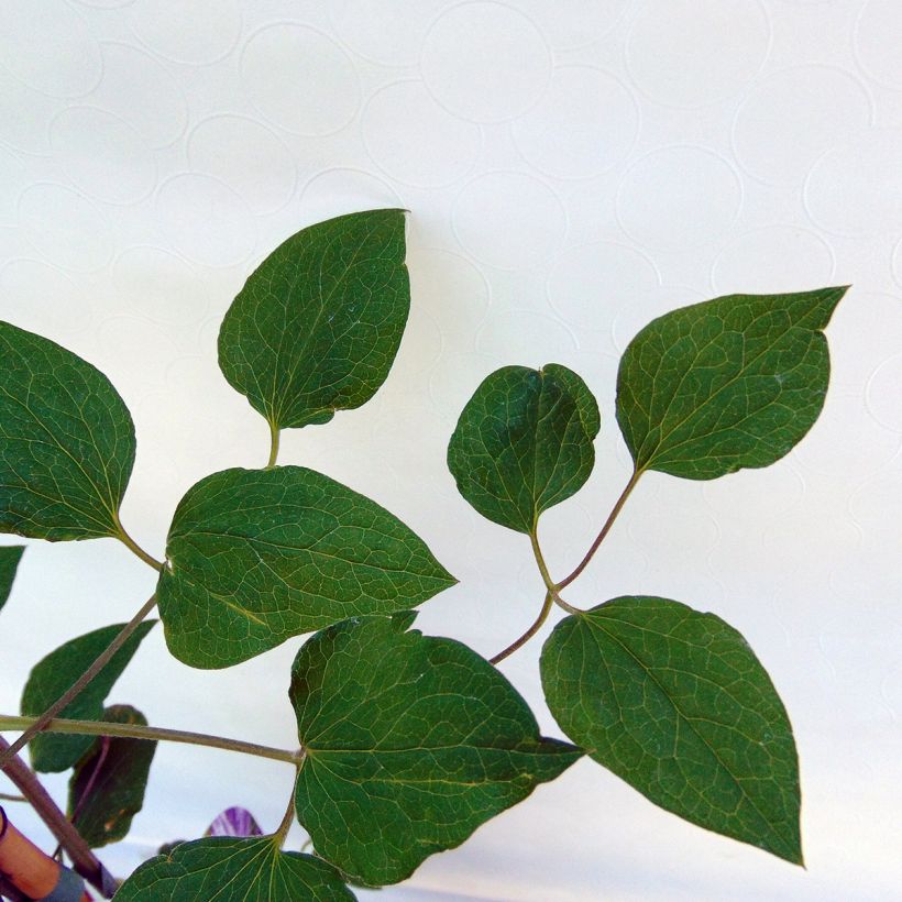Clématite - Clematis Tie Dye (Foliage)