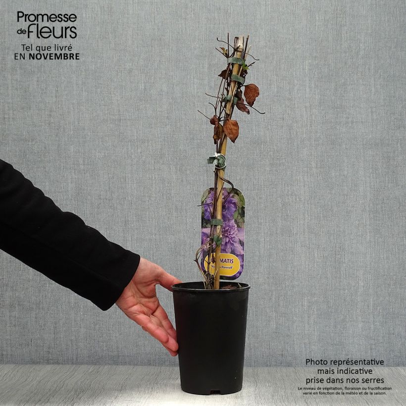 Example of Clématite - Clematis Vyvyan Pennell Pot de 2L/3L as you get in automne