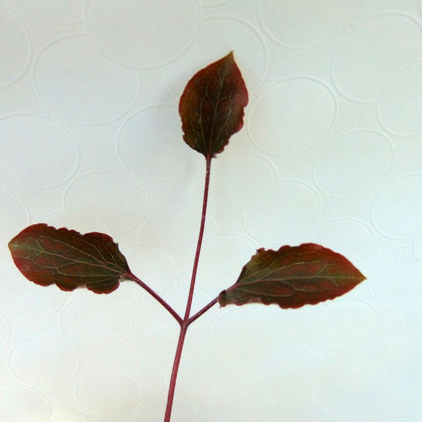 Clématite - Clematis White Pearl (Foliage)