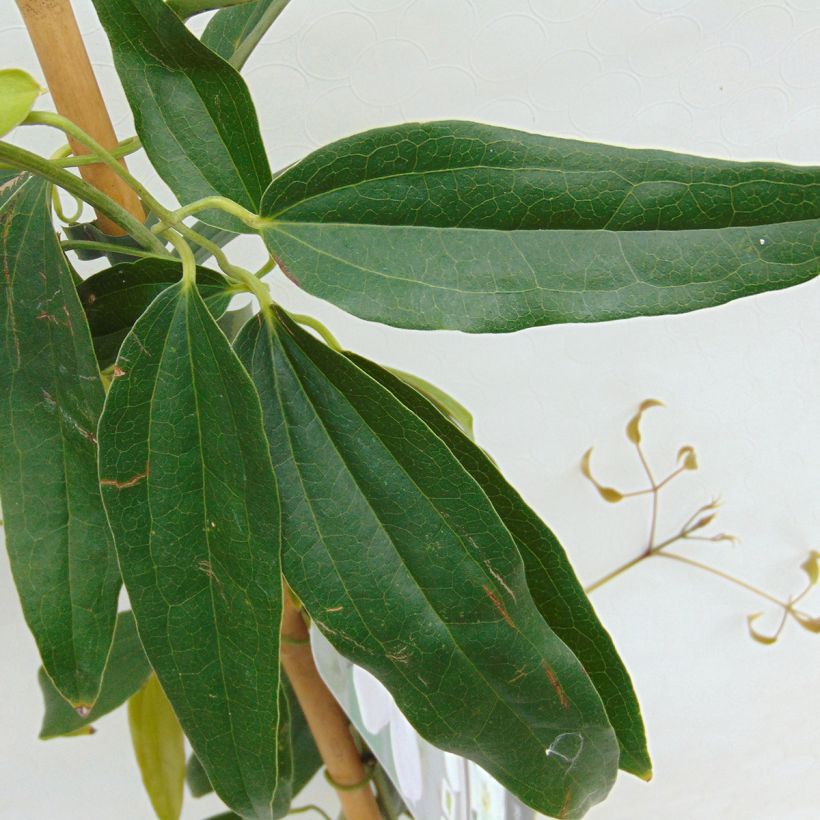 Clématite - Clematis armandii (Foliage)