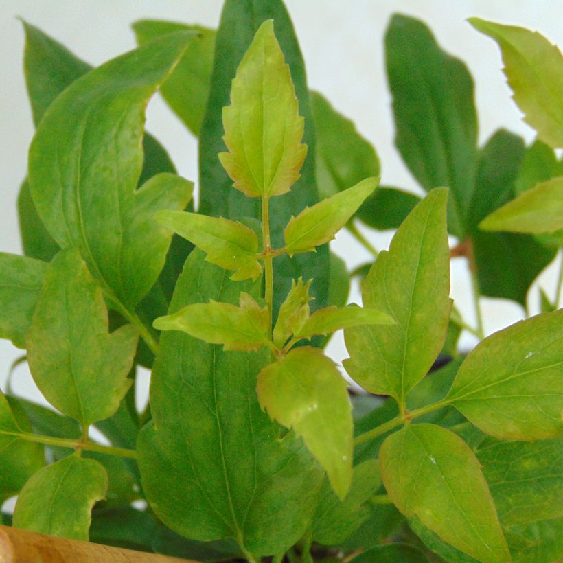 Clématite - Clematis cirrhosa Advent Bells (Foliage)