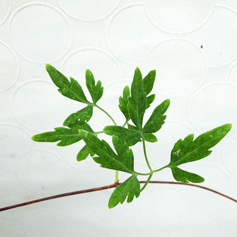 Clématite - Clematis cirrhosa Balearica (Foliage)