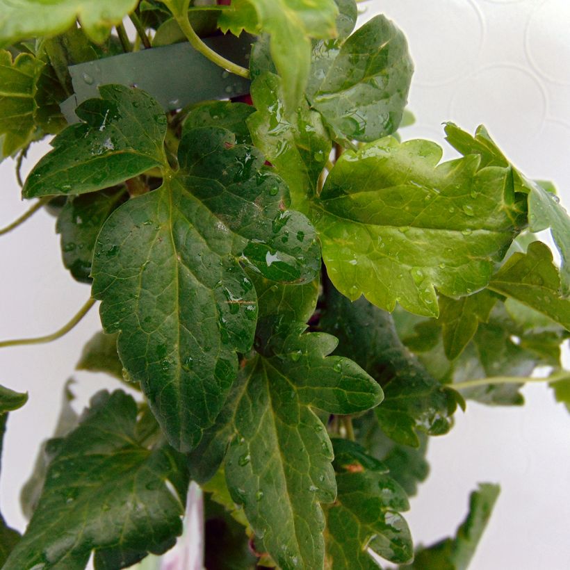 Clématite - Clematis cirrhosa Freckles (Foliage)