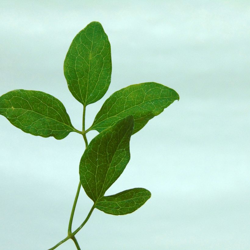 Clématite - Clematis flammula Triternata Rubromarginata (Foliage)