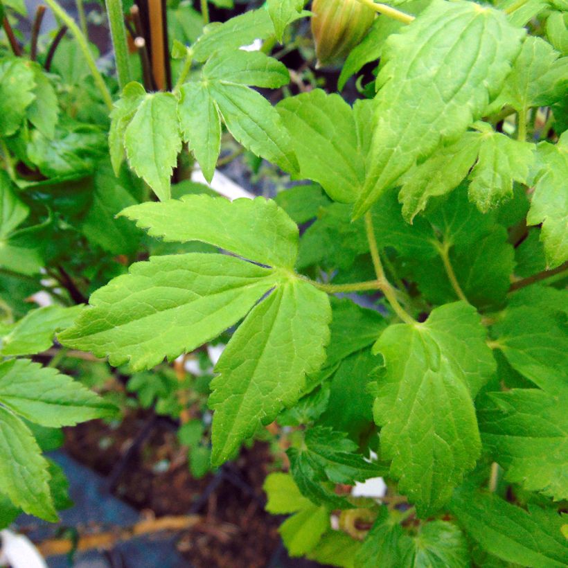 Clématite - Clematis macropetala Purple Dream (Foliage)