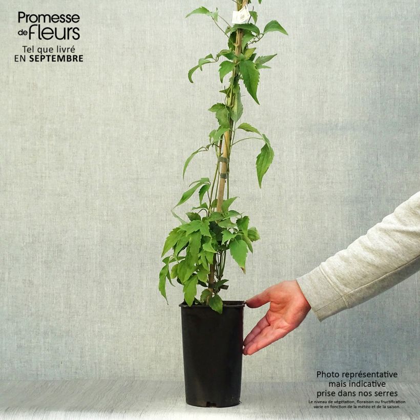 Example of Clématite - Clematis montana Broughton Star Pot de 2L/3L as you get in automne