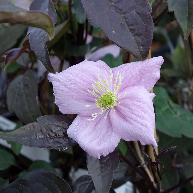 Clématite - Clematis montana Mayleen (Flowering)