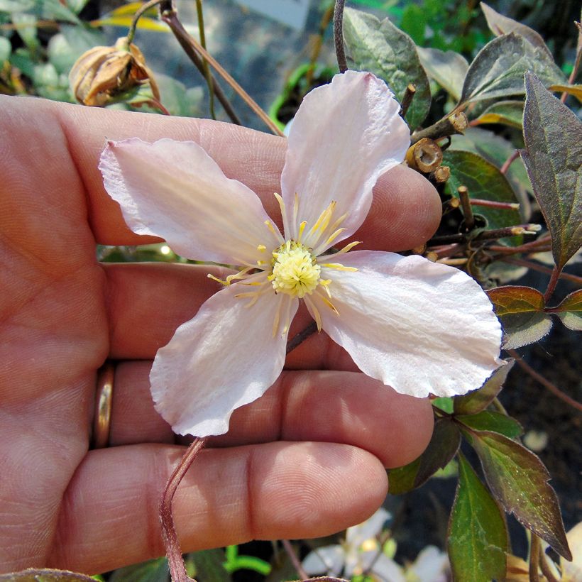 Clématite - Clematis montana Rosebud (Flowering)