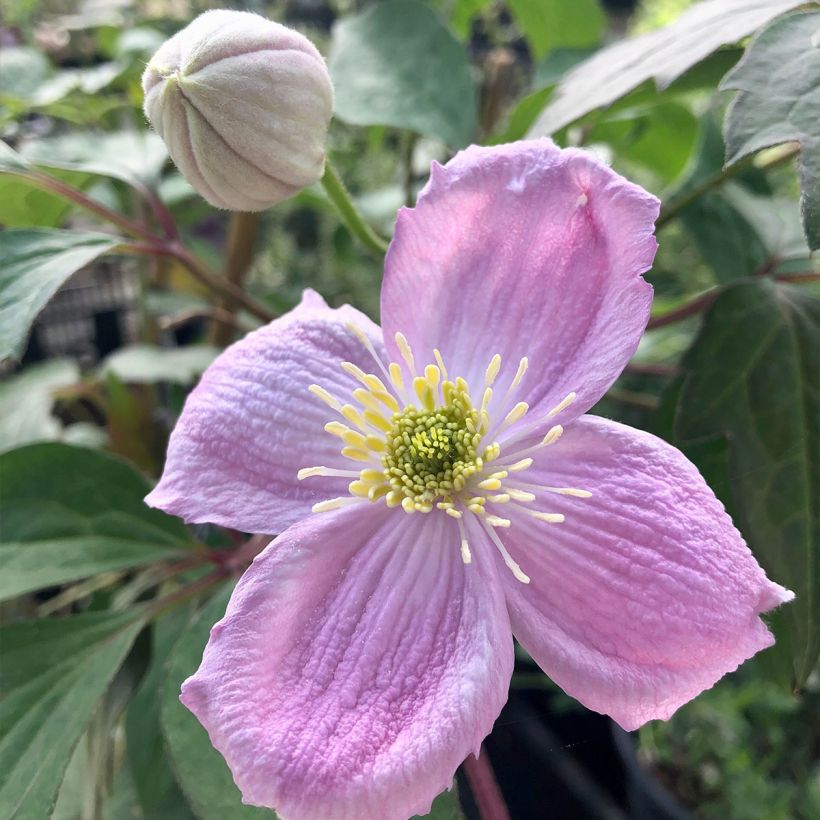 Clématite - Clematis montana Sans Soucis (Flowering)