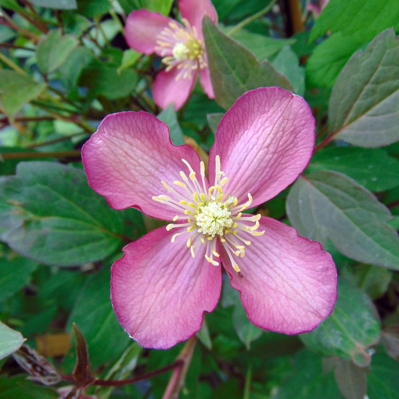 Clématite - Clematis montana Van Gogh (Flowering)