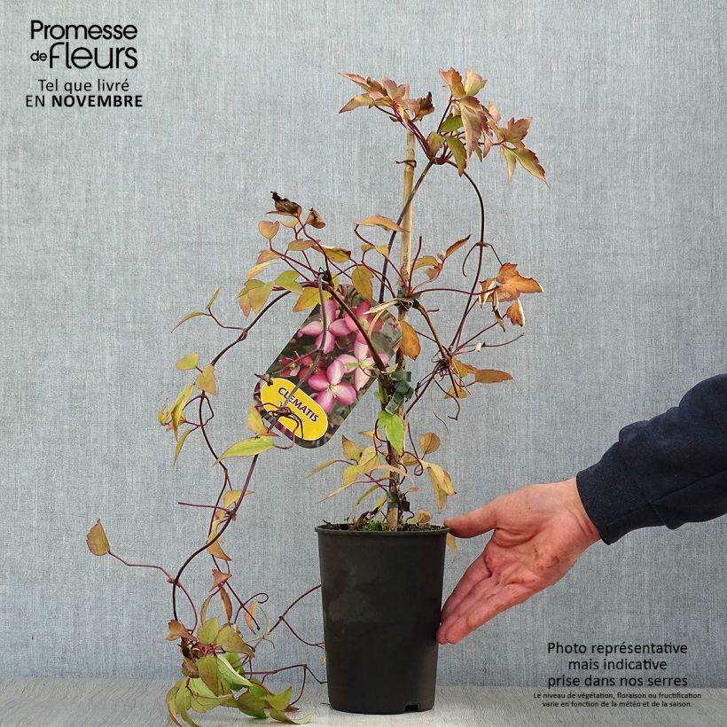 Example of Clématite - Clematis montana Van Gogh Pot de 2L/3L as you get in automne