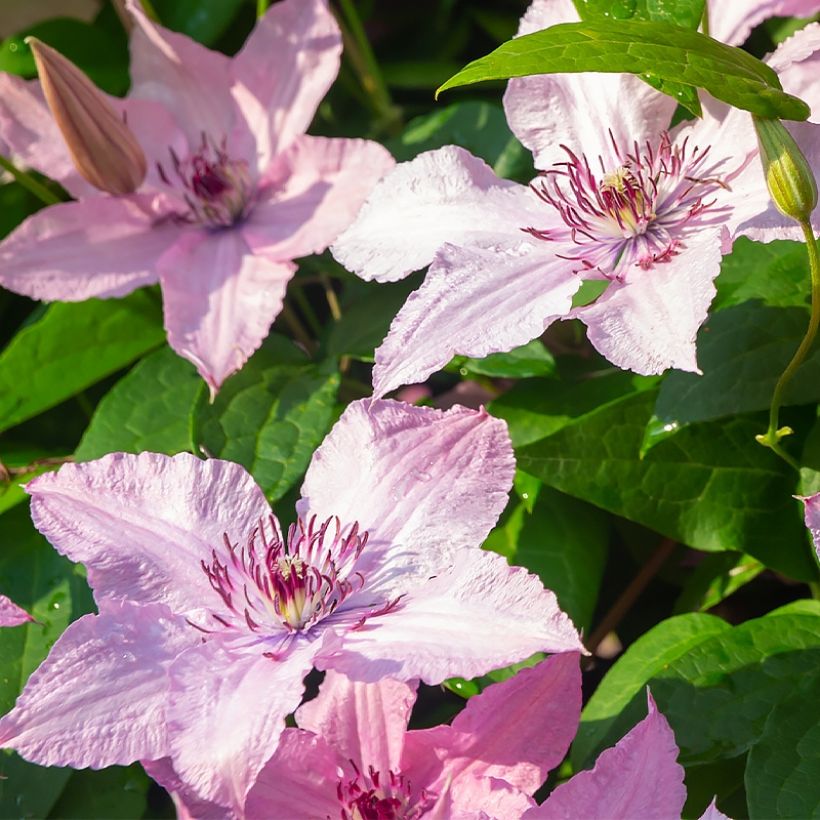 Clématite - Clematis patens Mandy (Flowering)