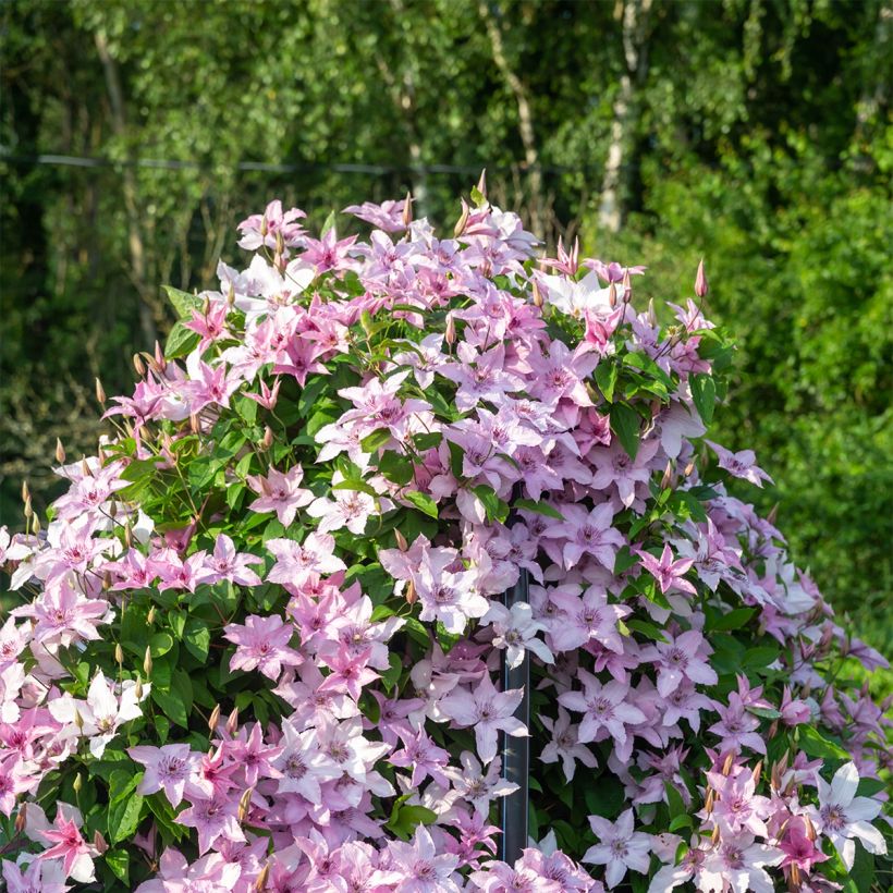 Clématite - Clematis patens Mandy (Plant habit)