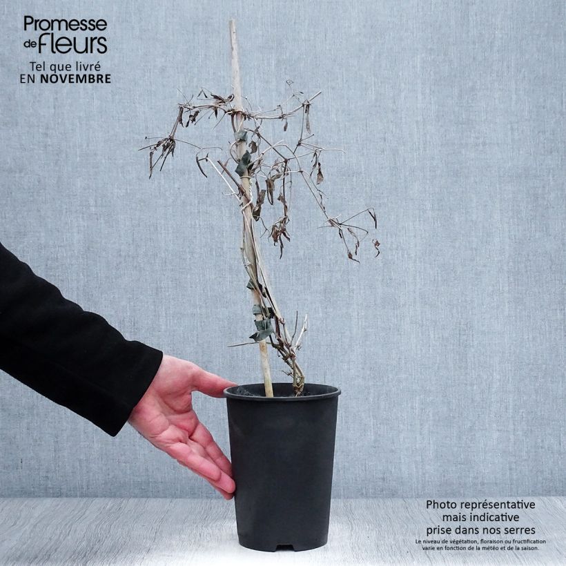 Example of Clématite - Clematis tangutica My Angel Pot de 2L/3L as you get in automne