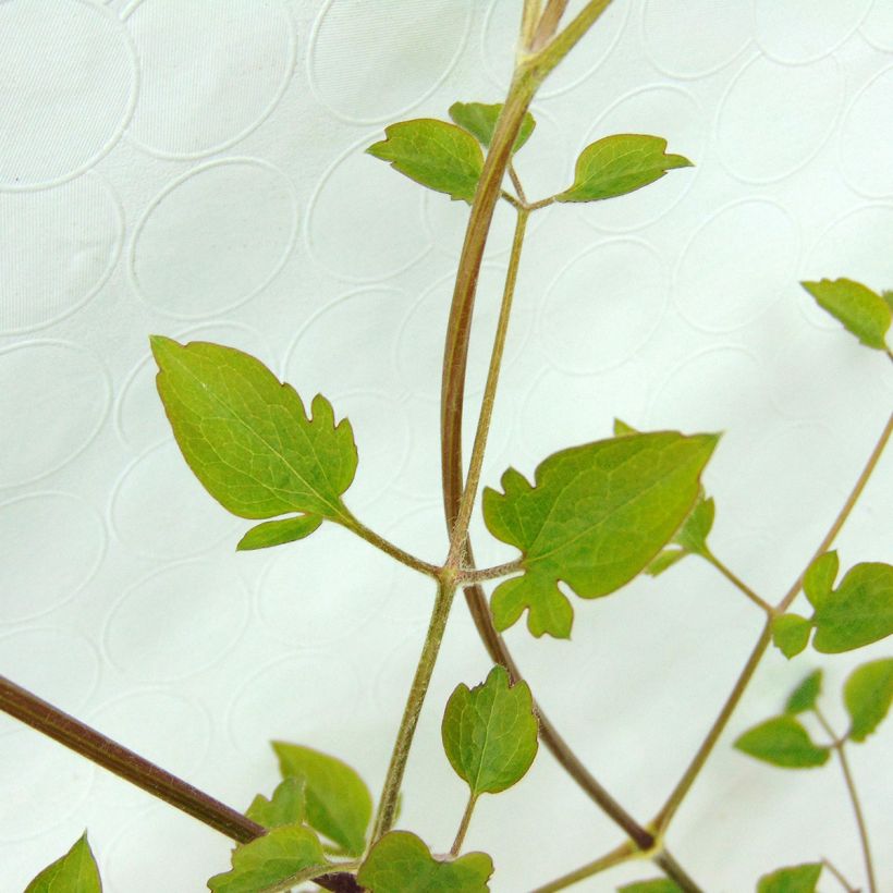 Clématite - Clematis terniflora (Foliage)