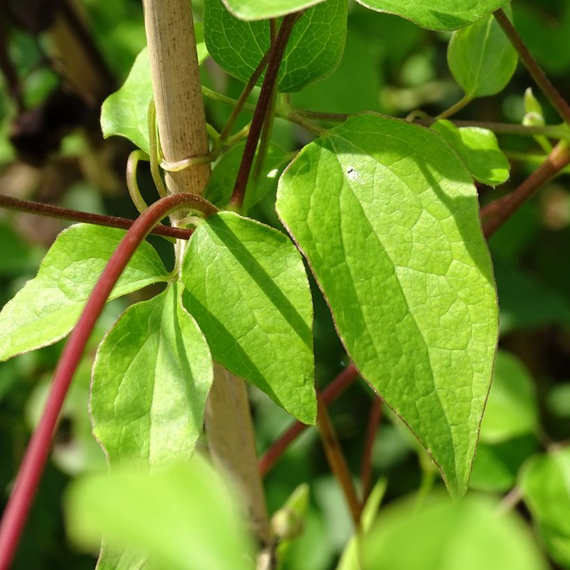 Clématite - Clematis texensis Princess Kate (Foliage)