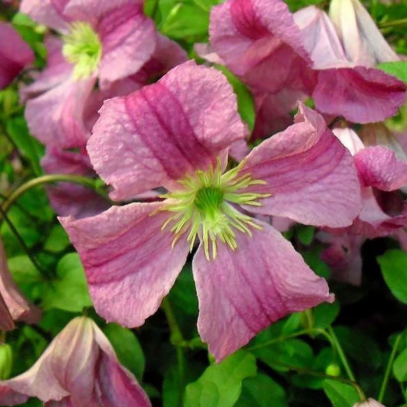 Clématite - Clematis viticella Pink Mink (Krakowiak) (Flowering)