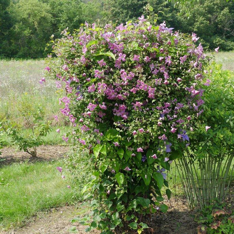 Clématite - Clematis viticella Pink Mink (Krakowiak) (Plant habit)