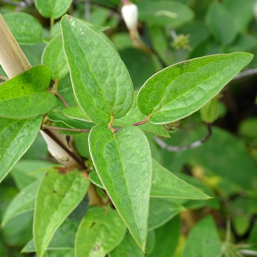Clématite - Clematis viticella Queen Mother (Foliage)