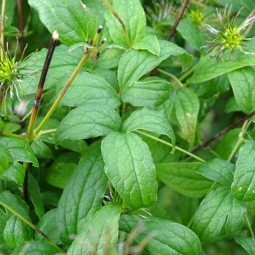 Clématite - Clematis viticella Rosalyn (Foliage)