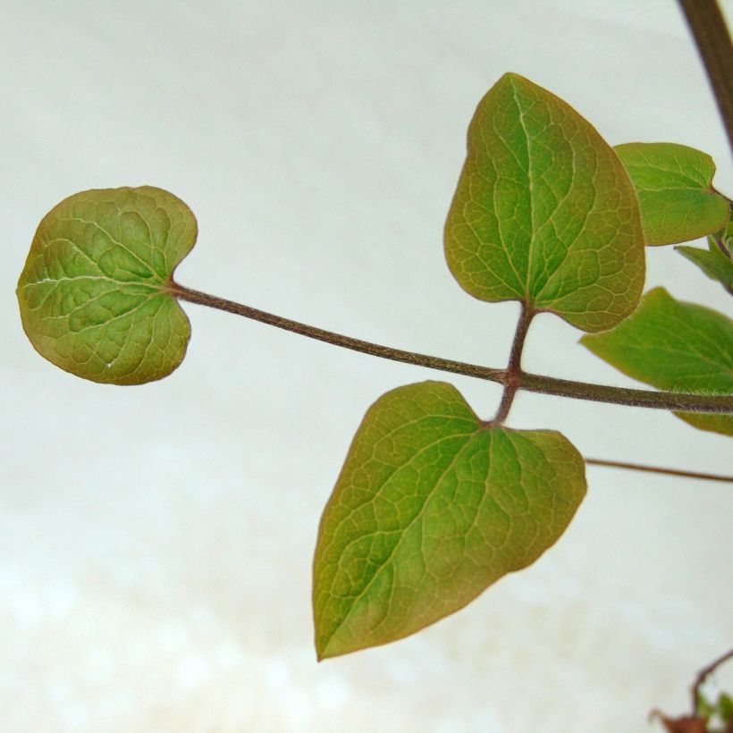 Clématite - Clematis viticella Sea Breeze (Foliage)