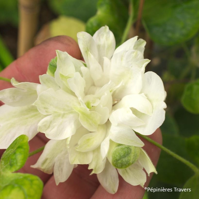 Clématite Delphine (Flowering)
