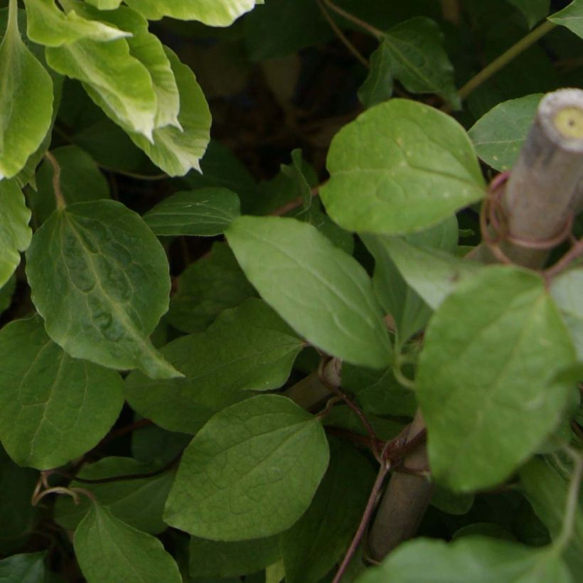 Clématite - Clematis Green Passion (Foliage)