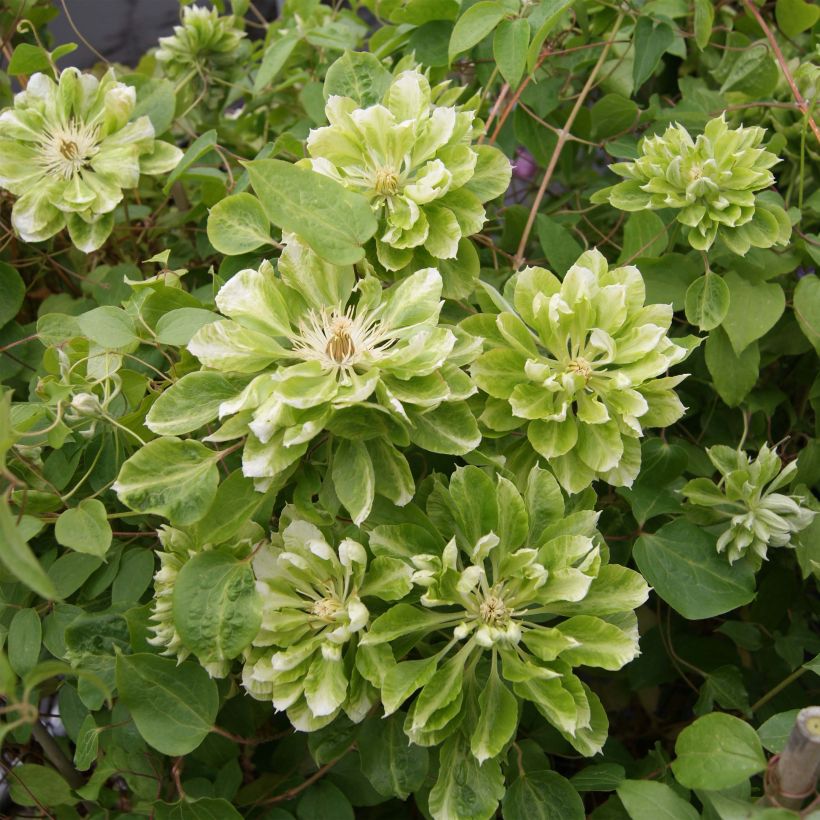 Clématite - Clematis Green Passion (Flowering)