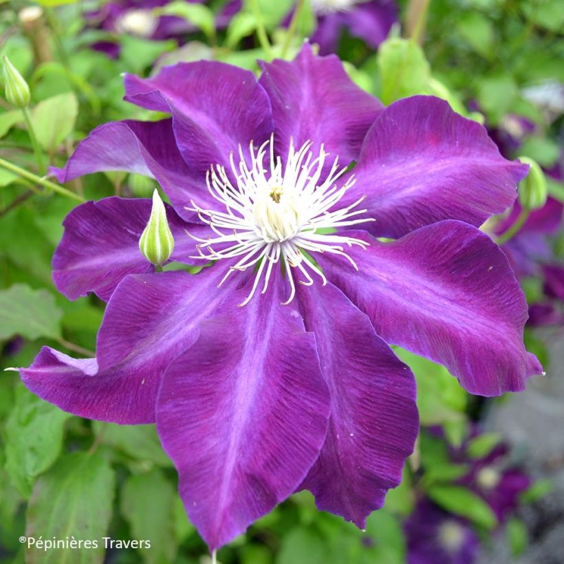 Clématite Hayate (Flowering)