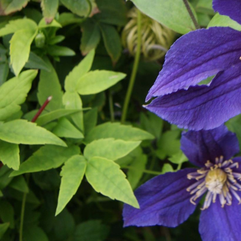 Clématite - Clematis Hudson River  (Foliage)