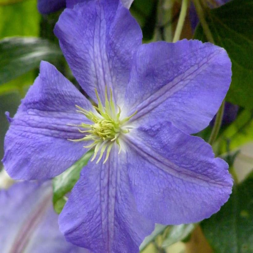 Clématite - Clematis Jenny (Flowering)