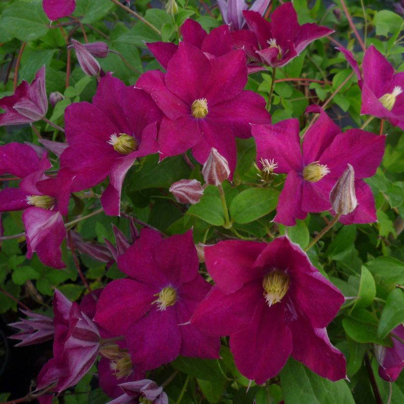 Clématite  - Clematis Madame Edouard André (Flowering)