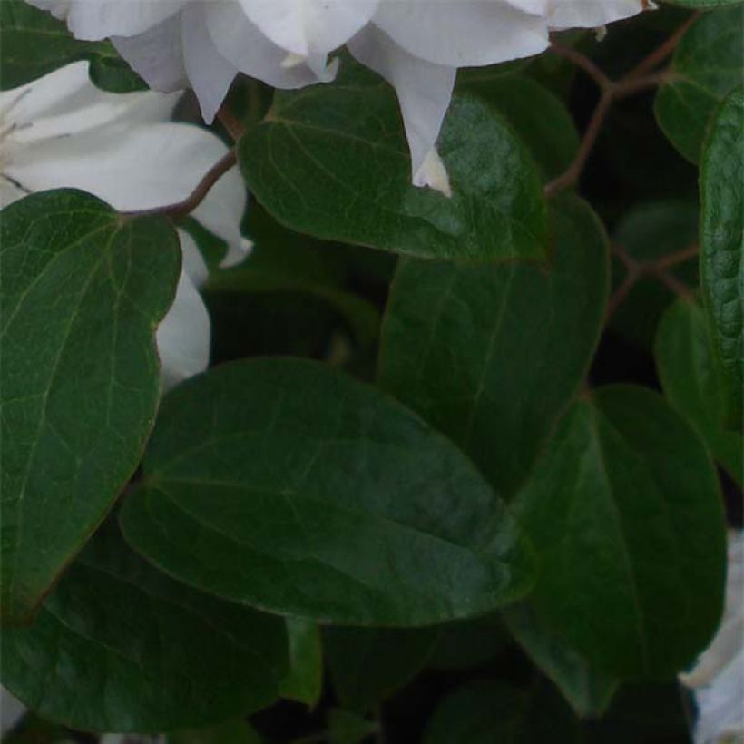 Clématite - Clematis Maria Skłodowska Curie (Foliage)