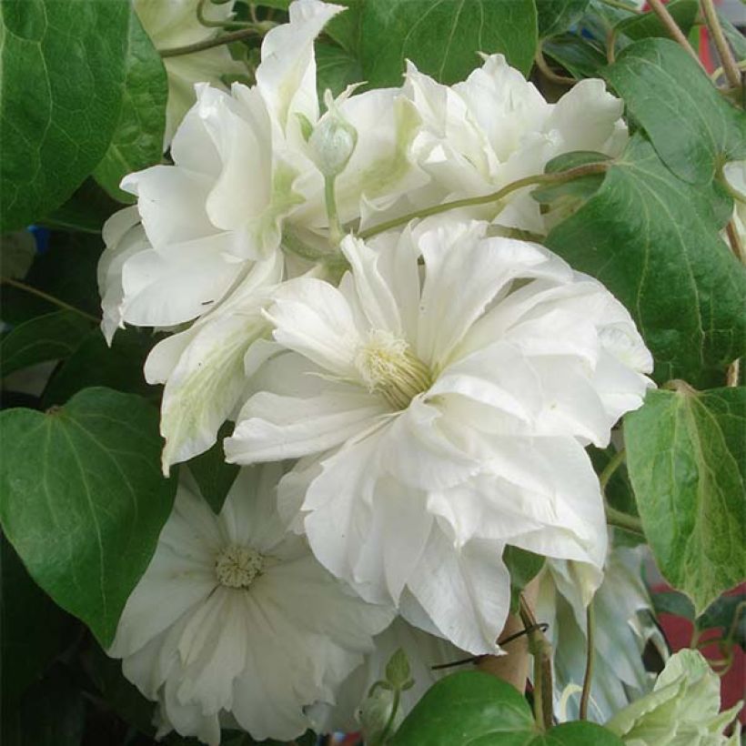 Clématite - Clematis Maria Skłodowska Curie (Flowering)