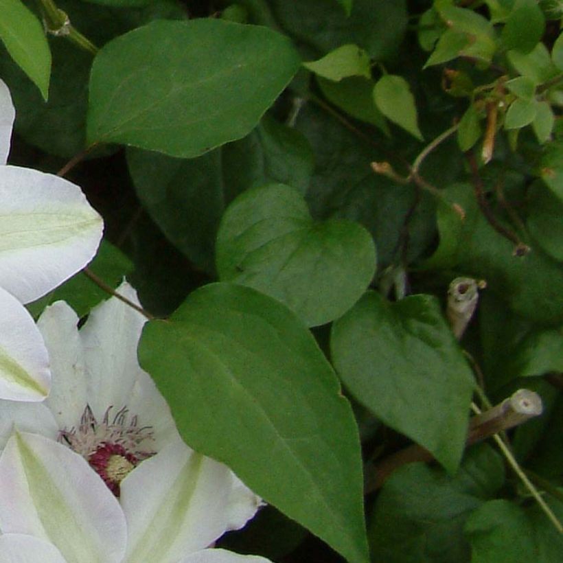 Clématite - Clematis Miss Bateman (Foliage)