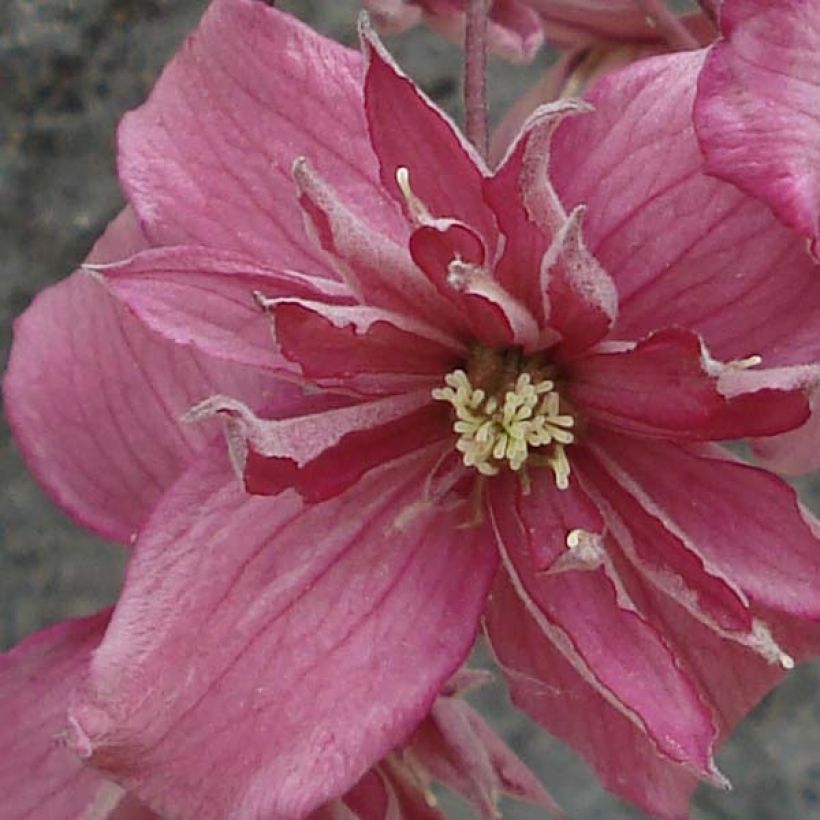 Clématite - Clematis montana Broughton Star (Flowering)
