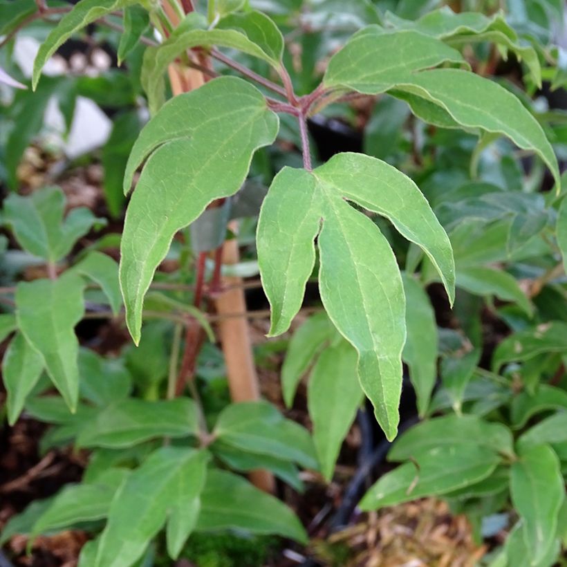 Clématite Proud Mary (Foliage)
