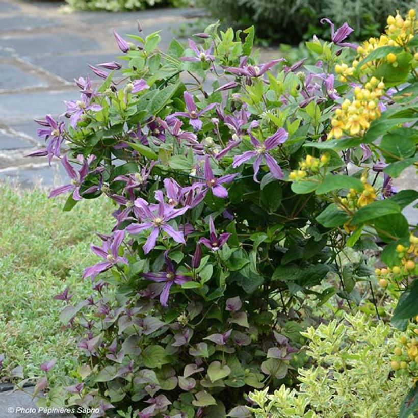 Clématite - Clematis Saphyra Estrella (Plant habit)
