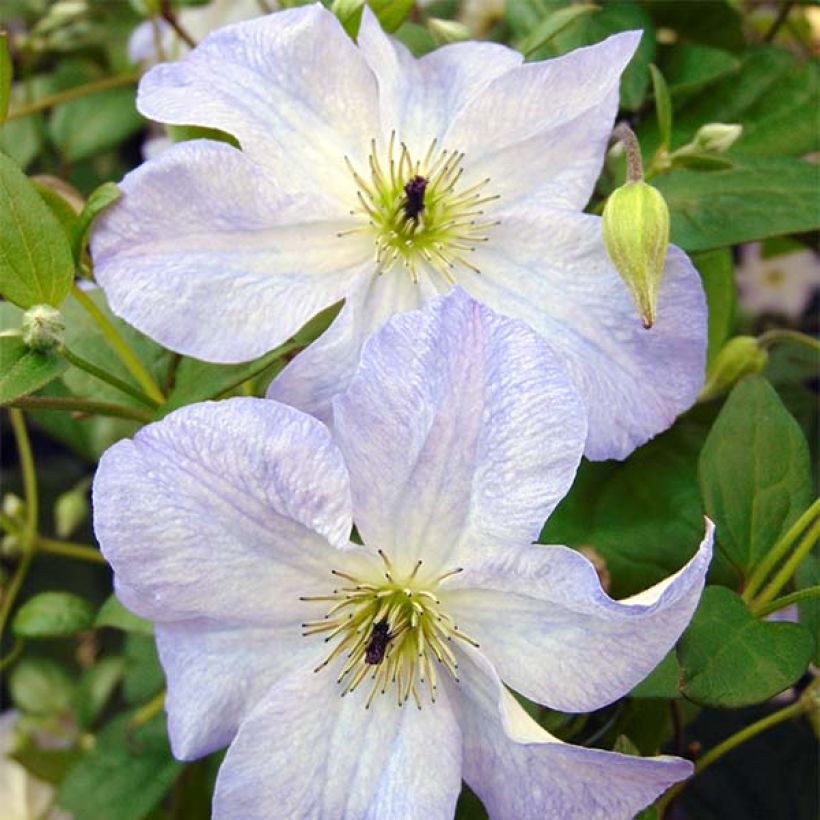 Clématite - Clematis viticella Sea Breeze (Flowering)