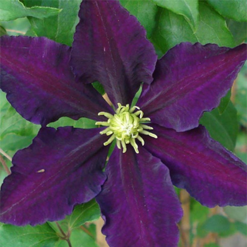 Clématite - Clematis The Vagabond (Flowering)