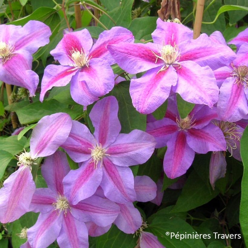 Clématite Vivienne Beth Currie (Flowering)