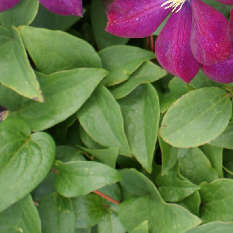 Clématite - Clematis Voluceau (Foliage)