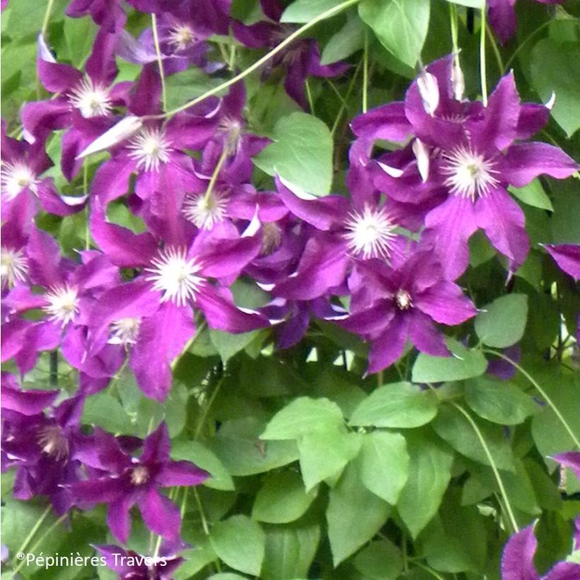 Clématite Vostock (Flowering)