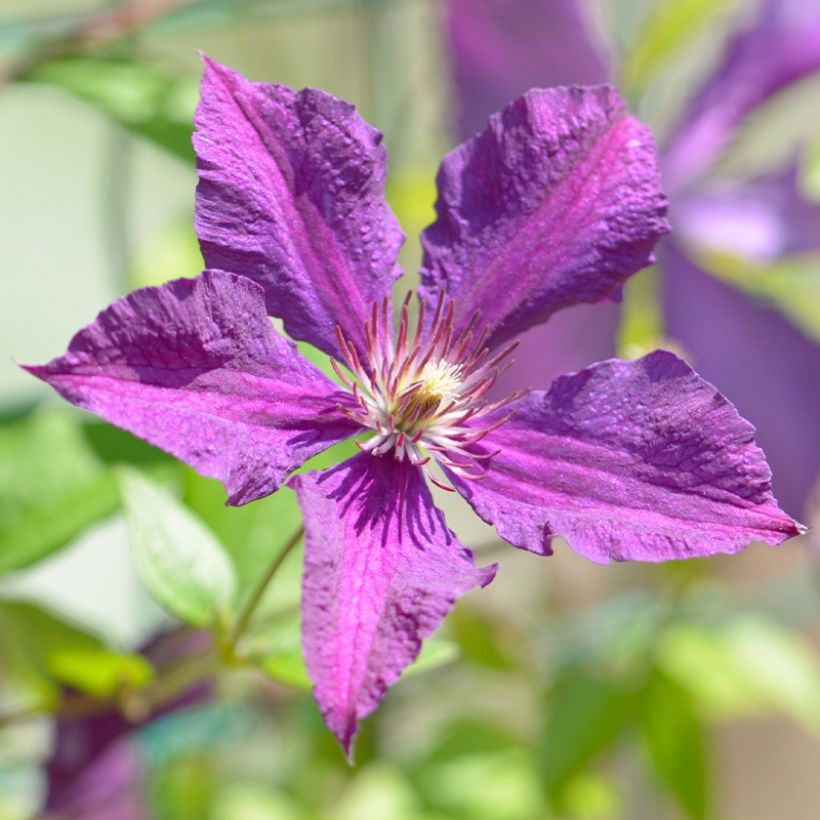Clématite Whoopi (Flowering)