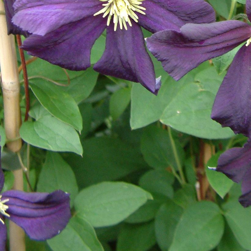 Clématite - Clematis Romantika (Foliage)