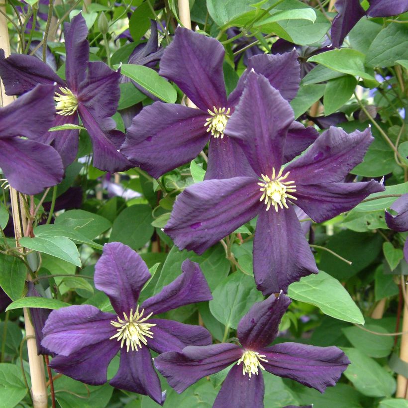 Clématite - Clematis Romantika (Flowering)