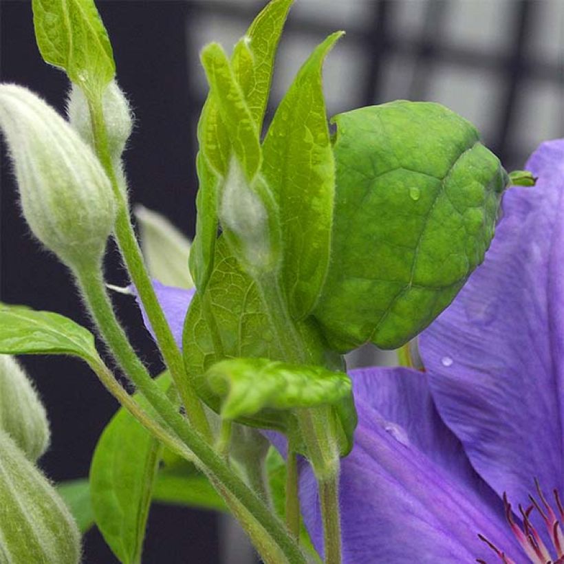 Clématite - Clematis SUCCESS® Bleu de Loire (Foliage)