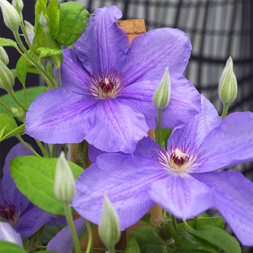Clématite - Clematis SUCCESS® Bleu de Loire (Flowering)