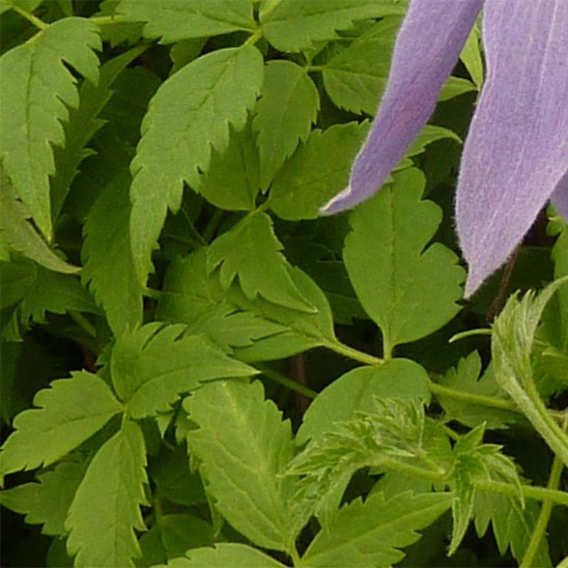 Clématite alpina Blue Dancer (Foliage)
